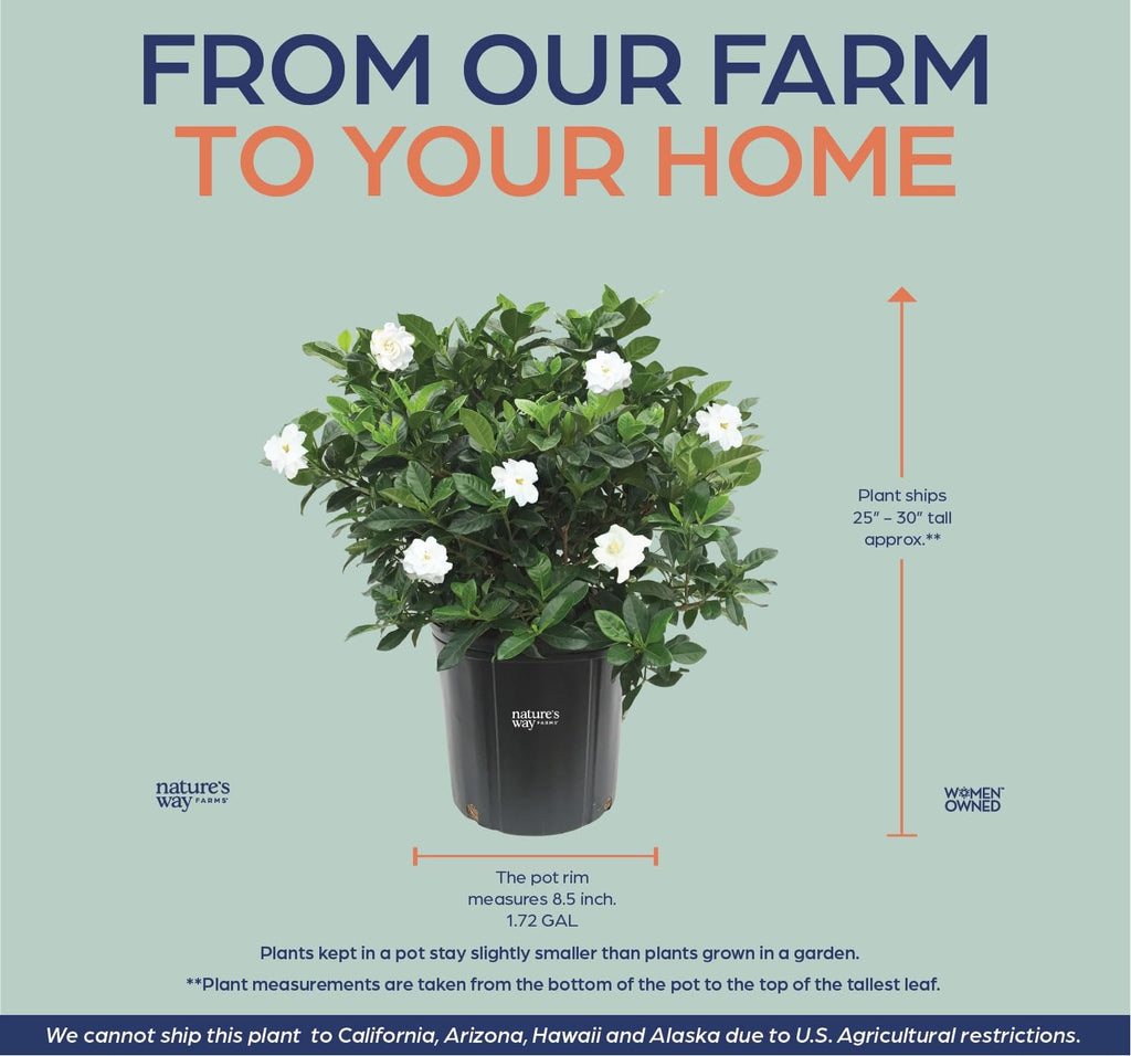 Gardenia Veitchii Live Shrub 25-30in Tall C35505