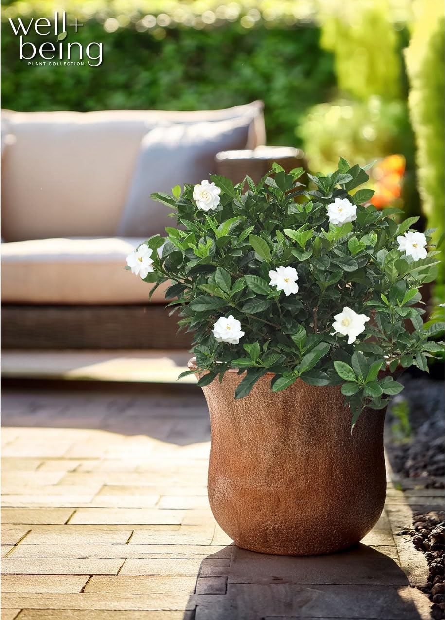 Gardenia Veitchii Live Shrub 25-30in Tall C35505