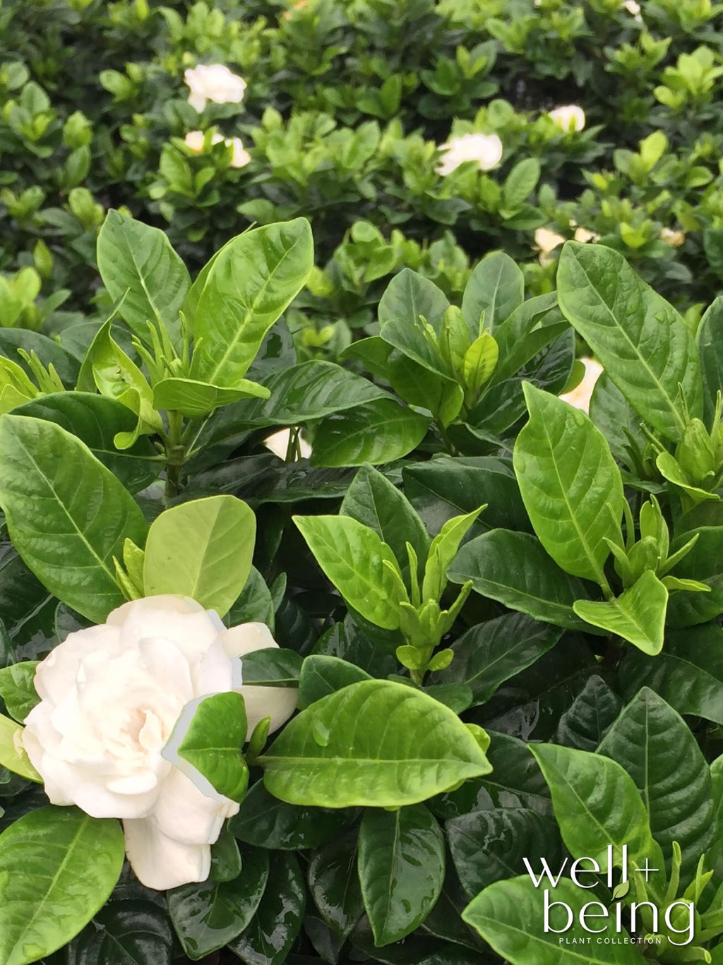 Gardenia Veitchii Live Shrub 25-30in Tall C35505