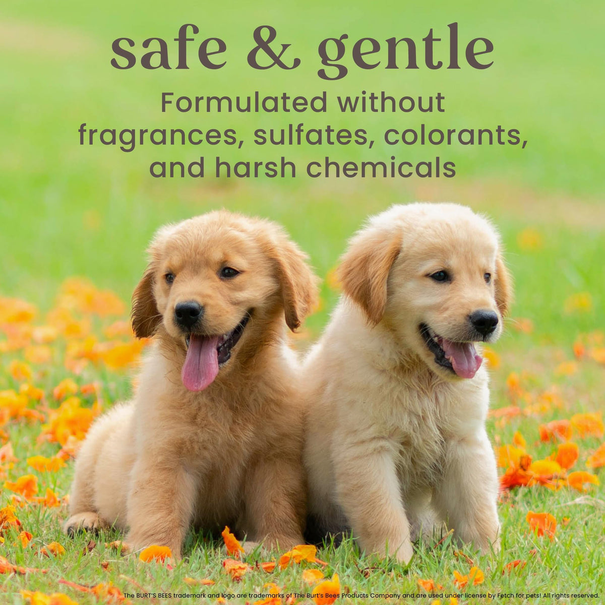 Itch Soothing Dog Spray Honeysuckle & Aloe 10 Fl Oz Q260