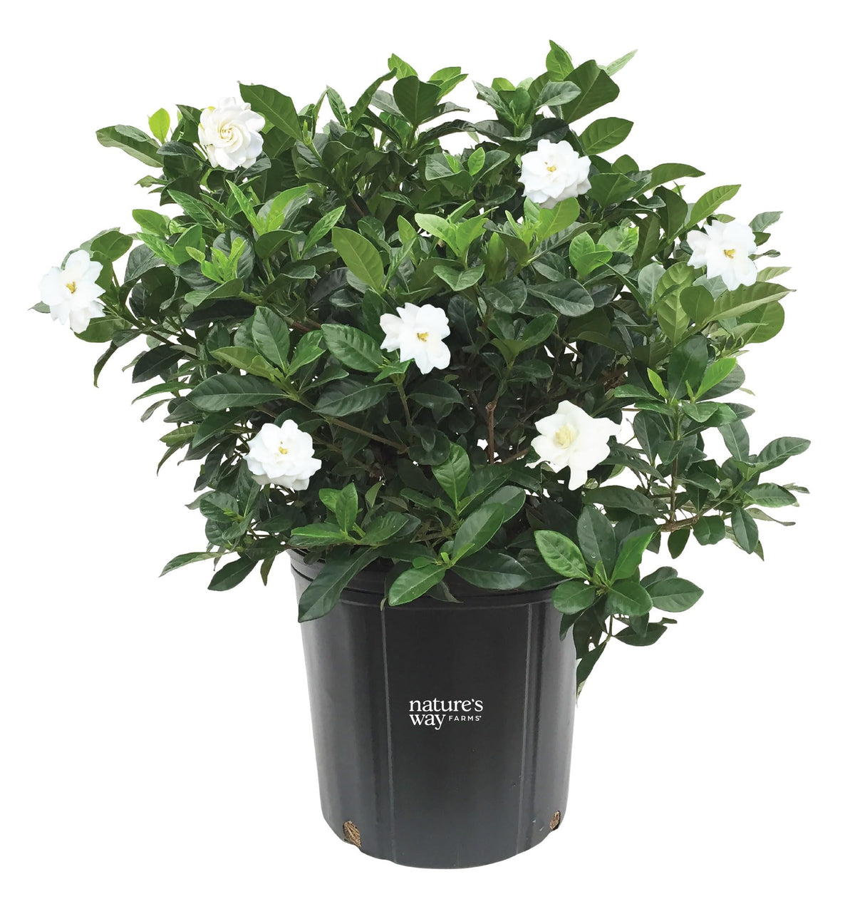 Gardenia Veitchii Live Shrub 25-30in Tall C35505
