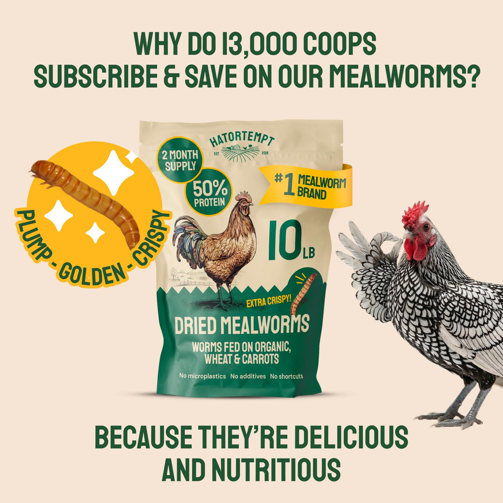 20lb Dried Mealworms Chicken Feed Q8067
