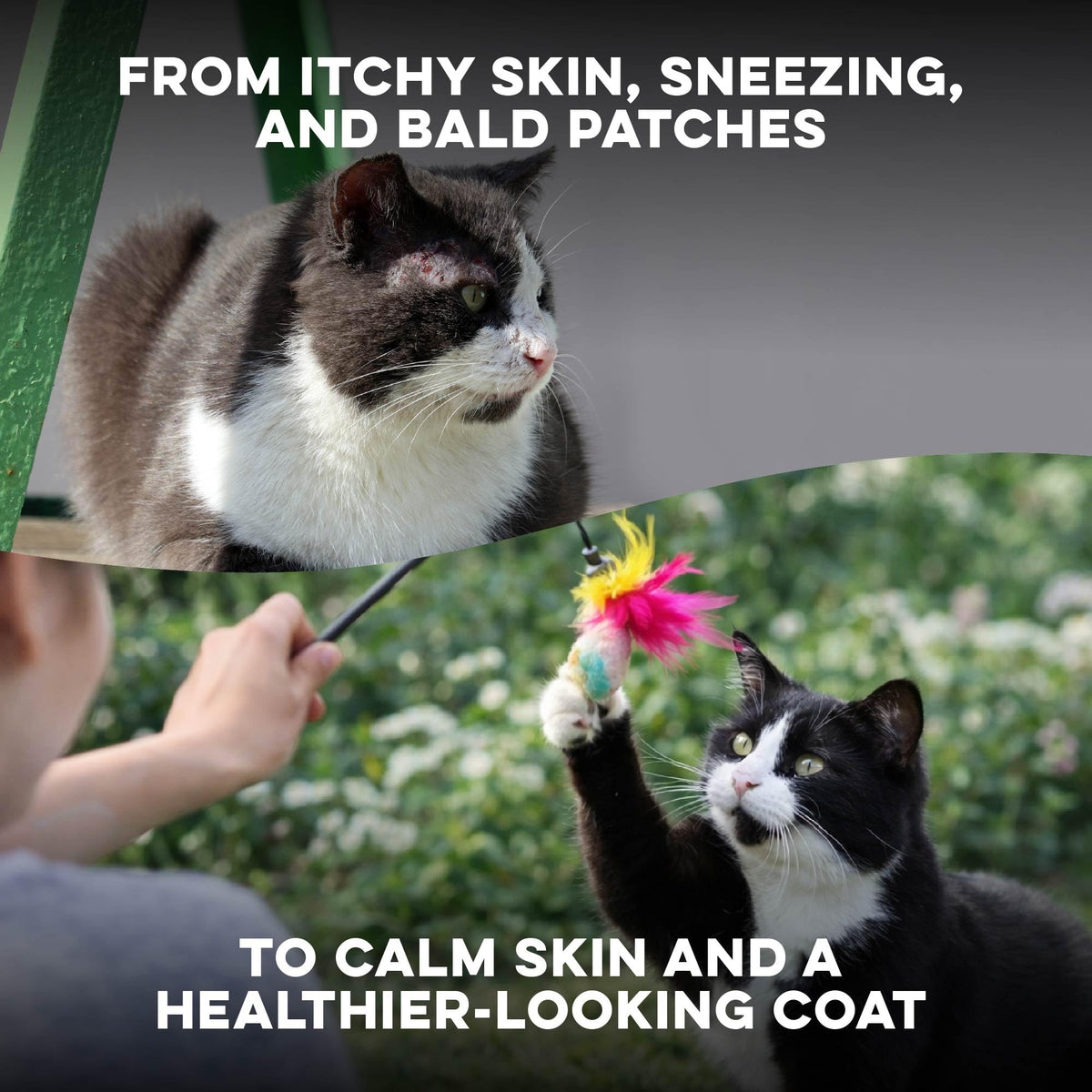 Cat Itchy Skin Relief & Hair Loss Treatment 400 Pills B23845