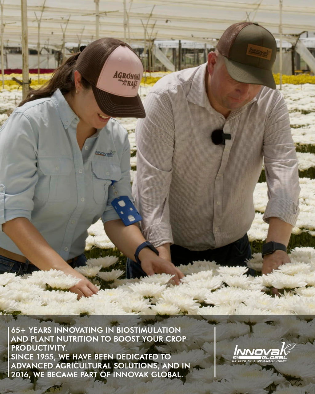 Liquid Calcium Fertilizer for Tomatoes and Vegetables O864