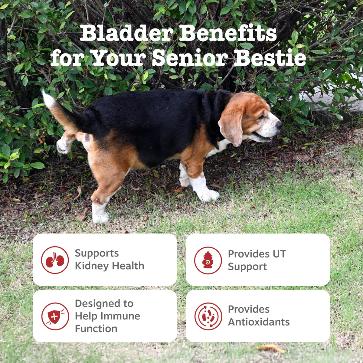 Senior Dog Bladder Control Supplement Chicken 90ct L627